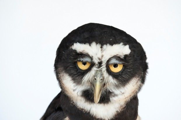 Spectacled owl